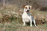 JACK RUSSEL 004